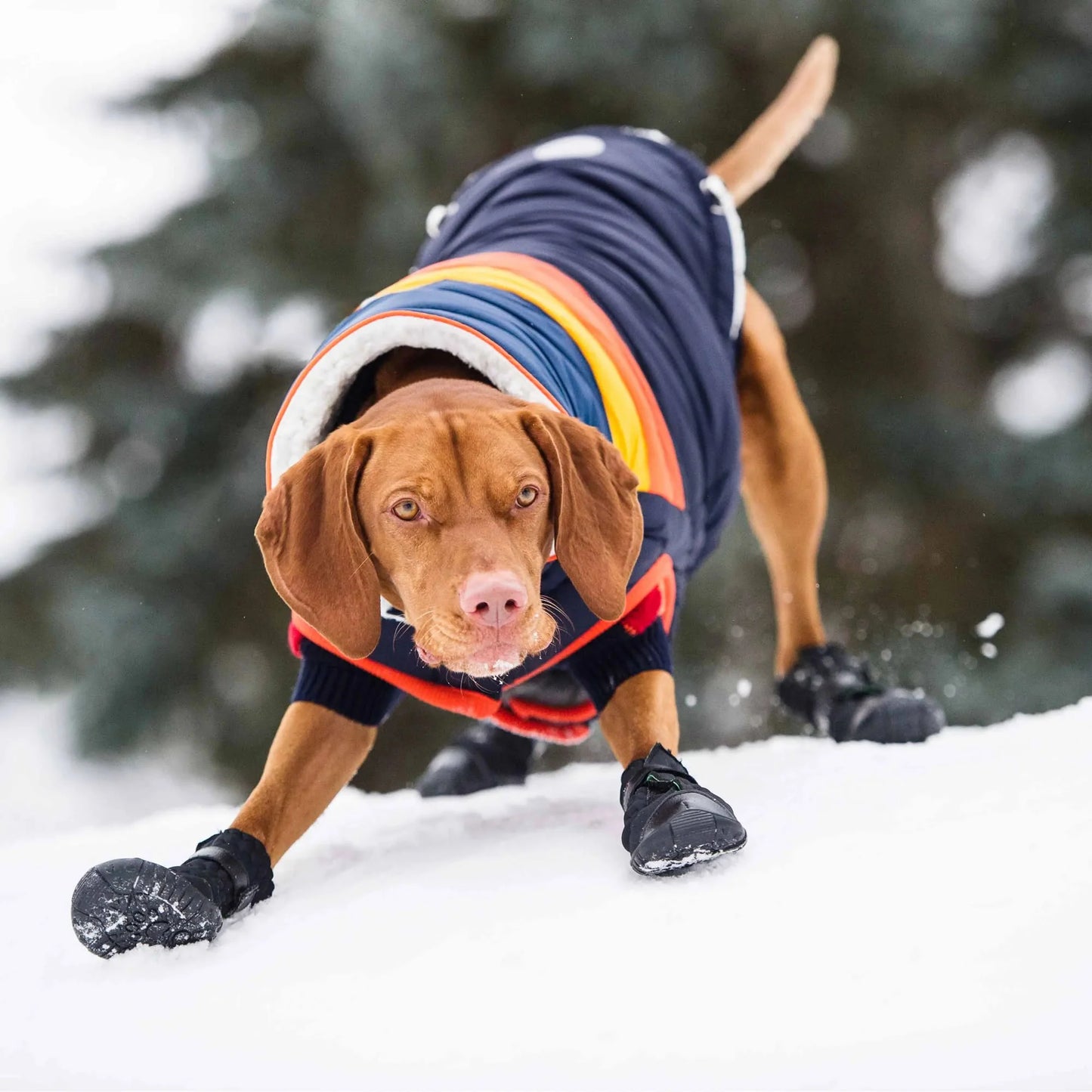 Dog Boots - Elasto Fit Boots