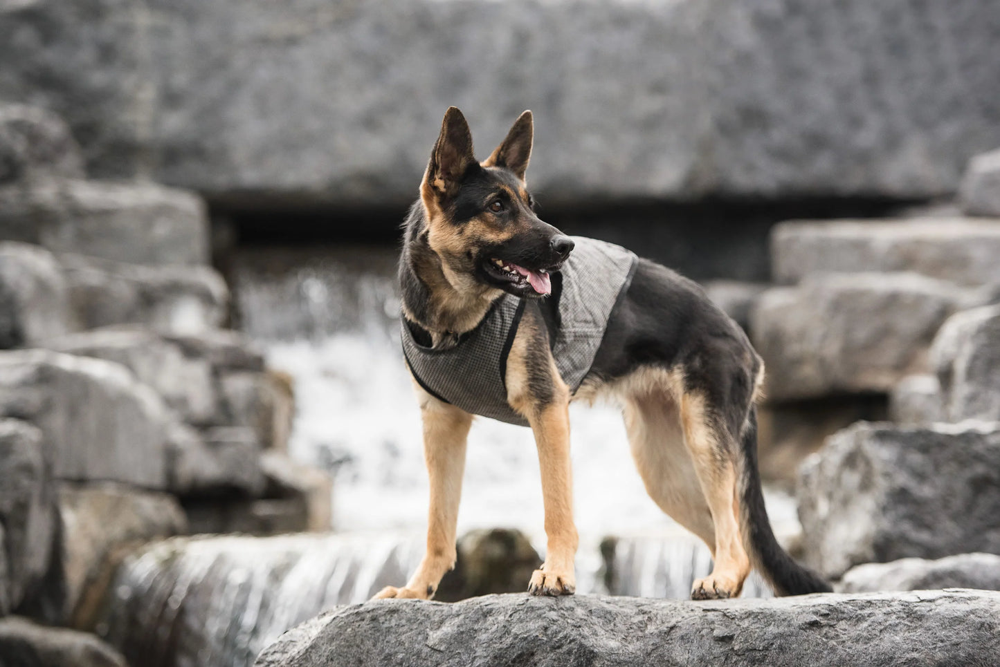Dog Cooling Vest - US Army