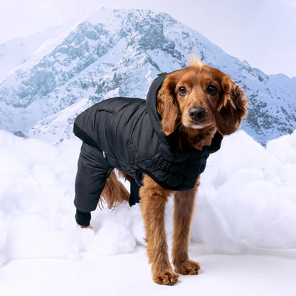 Dog wearing a black winter coat  /snowsuit standing in the snow with mountains in the background